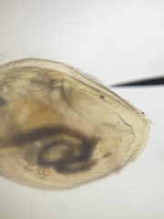 Picripleuroxus denticulatus