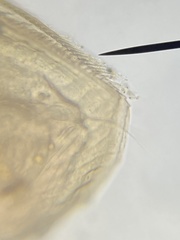 Picripleuroxus denticulatus