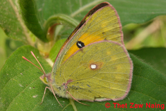 Colias fieldii fieldii