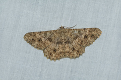 Racotis boarmiaria