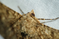 Racotis boarmiaria
