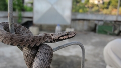 Zamenis hohenackeri