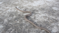 Zamenis hohenackeri