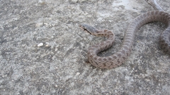 Zamenis hohenackeri
