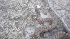 Zamenis hohenackeri