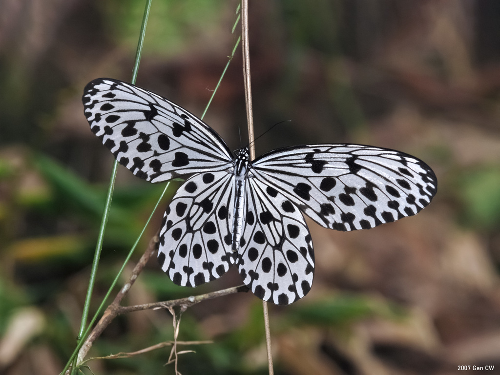 Malayan Tree Nymph