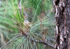 Regulus regulus teneriffae