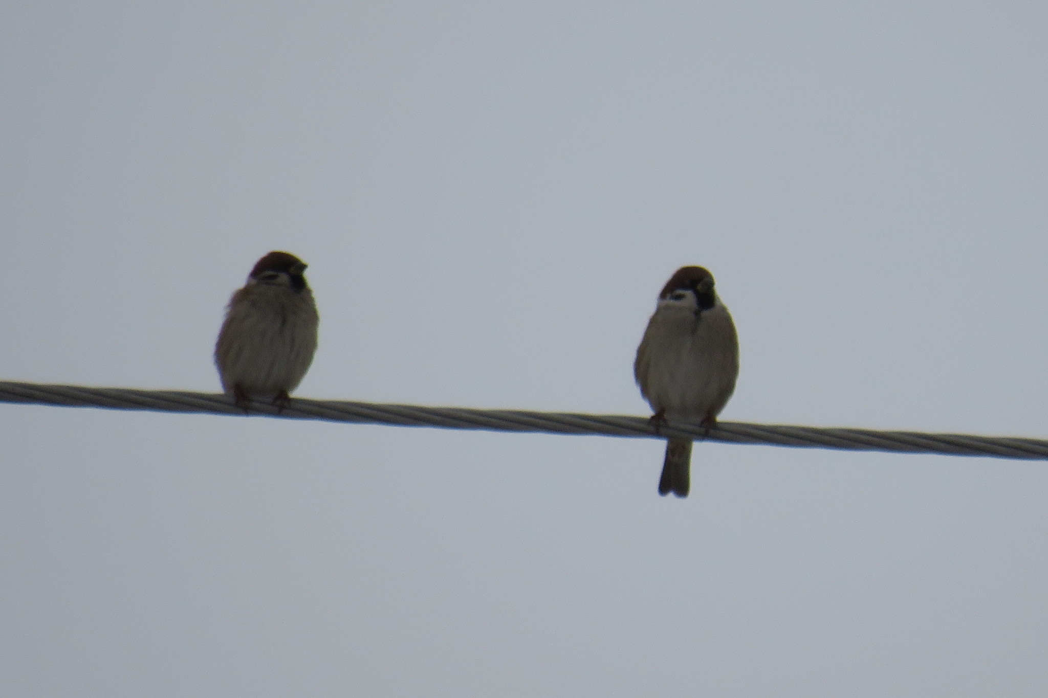 Passer montanus
