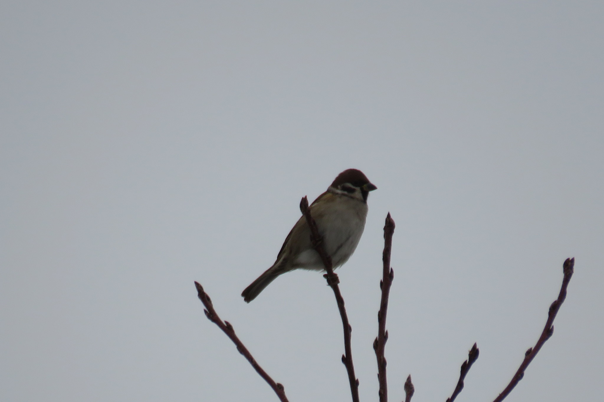 Passer montanus