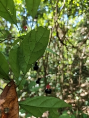 Clerodendrum cyrtophyllum