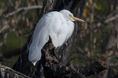 Ardea intermedia