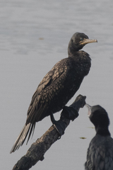 Phalacrocorax fuscicollis