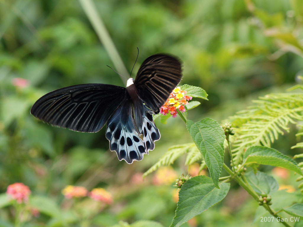 Whitehead Batwing