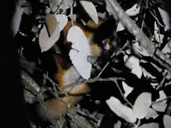 Petaurista albiventer