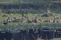 Dendrocygna javanica