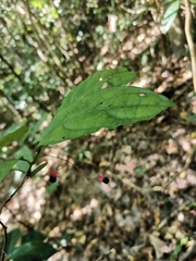 Clerodendrum cyrtophyllum