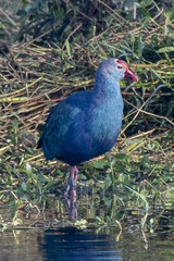 Porphyrio poliocephalus