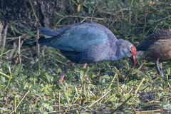 Porphyrio poliocephalus