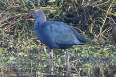 Porphyrio poliocephalus