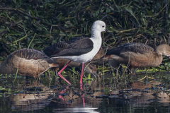 Himantopus himantopus