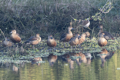 Dendrocygna javanica