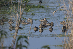 Dendrocygna javanica