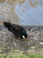 Anas platyrhynchos domesticus