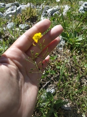Draba hispida