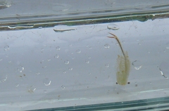 Chirocephalus diaphanus