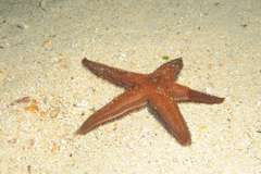 Astropecten africanus