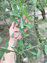 Acanthosyris spinescens