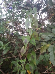 Ipomoea sagittifolia