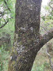 Acanthosyris spinescens