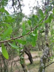 Acanthosyris spinescens