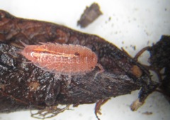 Androniscus dentiger