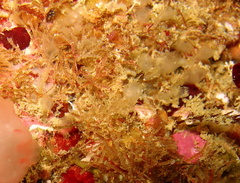 Pycnoclavella producta