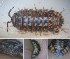 Armadillidium pictum
