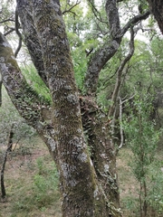 Acanthosyris spinescens