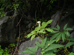 Arisaema tortuosum