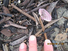 Gari lineolata