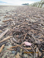 Gari lineolata