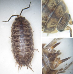 Porcellio gallicus