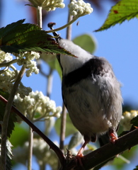 Apalis thoracica claudei