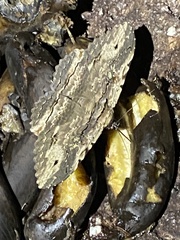 Anisoneura aluco