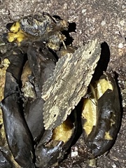 Anisoneura aluco