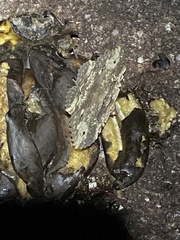 Anisoneura aluco