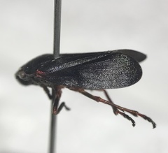 Prosapia ignipectus