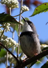 Apalis thoracica claudei