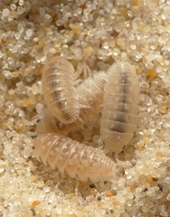 Armadillidium album