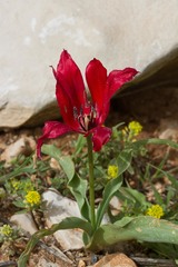 Tulipa armena